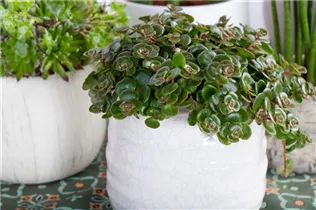  - Sedum makinoi 'Kosmosje'