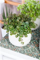  - Sedum makinoi 'Kosmosje'