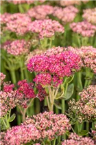  - Sedum telephium 'Herbstfreude'