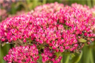  - Sedum telephium 'Herbstfreude'
