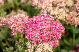  - Sedum telephium 'Herbstfreude'
