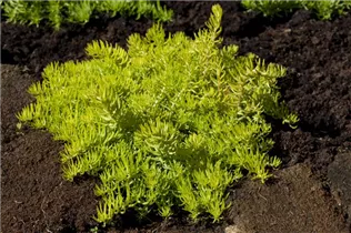  - Sedum reflexum 'Green Cushion'