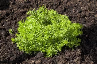  - Sedum reflexum 'Green Cushion'