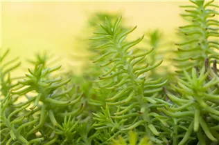  - Sedum reflexum 'Yellow Cushion'