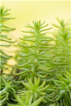  - Sedum reflexum 'Yellow Cushion'