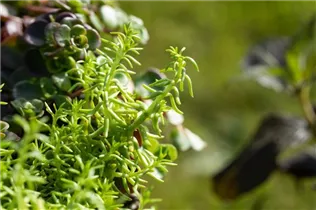  - Sedum 'Yellow Bouquet'