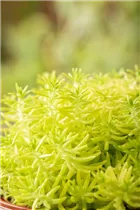  - Sedum 'Yellow Bouquet'