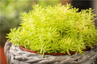  - Sedum 'Yellow Bouquet'