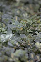 - Sedum sieboldii  - Sedum sieboldii