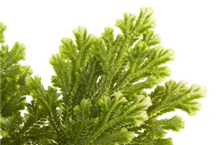 - Selaginella martensii  - Selaginella martensii