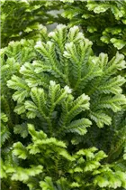 - Selaginella martensii  - Selaginella martensii