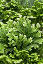 - Selaginella martensii  - Selaginella martensii