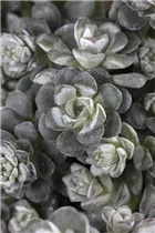  - Sedum spathulifolium 'Cape Blanco'