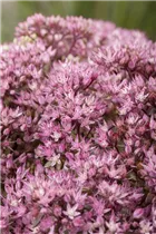  - Sedum spectabile 'Crystal Pink'