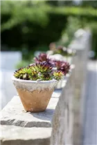  - Sempervivum calcareum