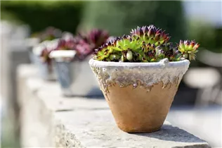  - Sempervivum calcareum