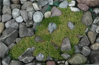  - Sempervivum globiferum