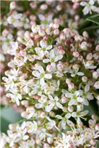  - Skimmia japonica 'Fragrant Cloud'