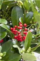  - Skimmia japonica 'Kew Green'