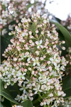  - Skimmia japonica 'Marlot'
