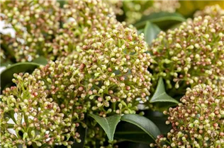  - Skimmia japonica 'Marlot'