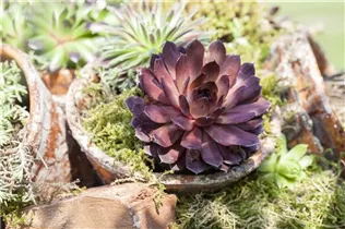  - Sempervivum 'Mercury'