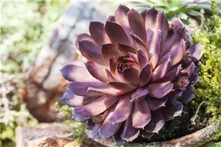  - Sempervivum 'Mercury'