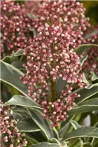 - Skimmia japonica 'Mystic Marlot'