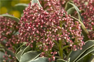  - Skimmia japonica 'Mystic Marlot'