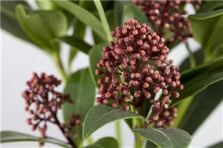 - Skimmia japonica 'Rubella'  - Skimmia japonica 'Rubella'