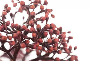 - Skimmia japonica 'Rubella'  - Skimmia japonica 'Rubella'