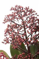 - Skimmia japonica 'Rubella'  - Skimmia japonica 'Rubella'