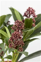 - Skimmia japonica 'Rubella'  - Skimmia japonica 'Rubella'