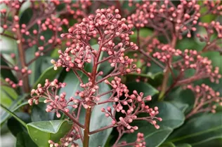 - Skimmia japonica 'Rubella'  - Skimmia japonica 'Rubella'