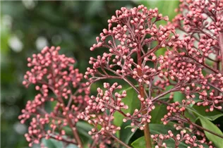 - Skimmia japonica 'Rubella'  - Skimmia japonica 'Rubella'