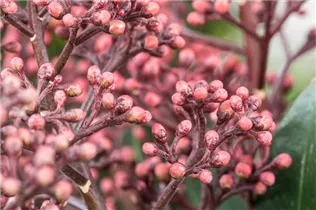 - Skimmia japonica 'Rubella'  - Skimmia japonica 'Rubella'