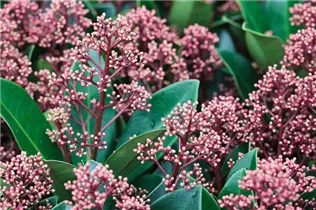 - Skimmia japonica 'Rubella'  - Skimmia japonica 'Rubella'