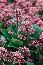 - Skimmia japonica 'Rubella'  - Skimmia japonica 'Rubella'