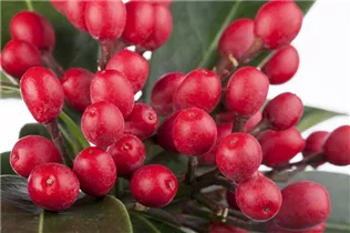  - Skimmia japonica subsp. reevesiana