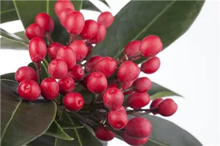  - Skimmia japonica subsp. reevesiana