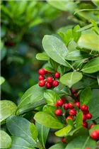  - Skimmia japonica subsp. reevesiana