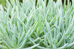  - Senecio 'Aquarine® Mount Everest'