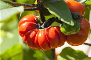  - Solanum 'Halloweenchen'