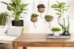 - Senecio barbertonicus 'Himalaya'  - Senecio barbertonicus 'Himalaya'