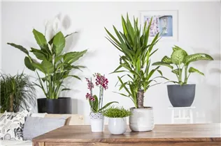 - Senecio barbertonicus 'Himalaya'  - Senecio barbertonicus 'Himalaya'