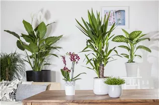 - Senecio barbertonicus 'Himalaya'  - Senecio barbertonicus 'Himalaya'