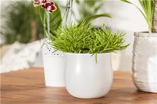 - Senecio barbertonicus 'Himalaya'  - Senecio barbertonicus 'Himalaya'