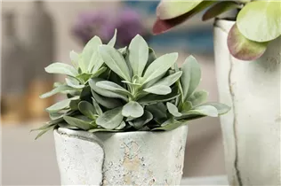 - Senecio cephalophorus 'Mountain Fire'  - Senecio cephalophorus 'Mountain Fire'