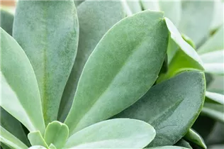 - Senecio cephalophorus 'Mountain Fire'  - Senecio cephalophorus 'Mountain Fire'