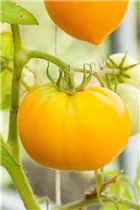  - Solanum lycopersicum 'Ananas'